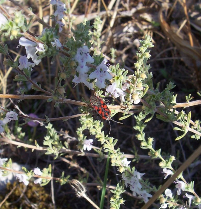 Insetto da identificare: Spilostethus saxatilis